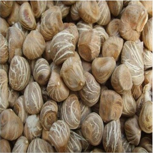 发财树种子 室内盆栽绿植多肉  发财树种子 单干 辫子发财树 10粒.. 发财树种子 1粒价格