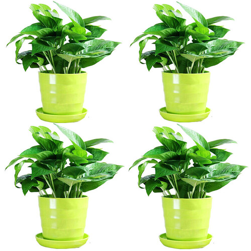 绿萝盆栽植物花卉水培吊兰观花绿植室内大叶长藤清新空气大绿箩 4盆绿萝(螺纹盆混搭)