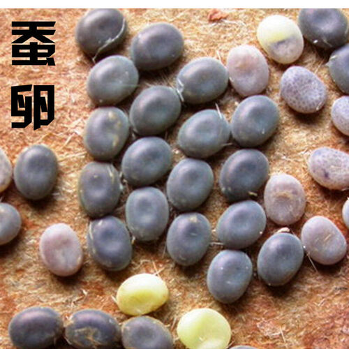 鑫琪 斗途园艺  蚕卵 蚕 蚕种 蚕子  蚕宝宝 蚕卵1000粒