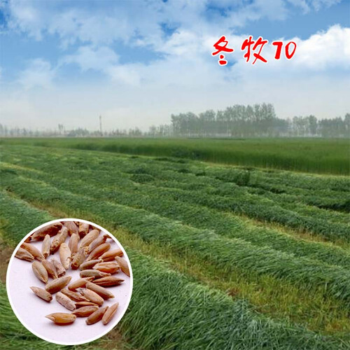 一播大地 冬牧70黑麦草种子 多年生高产耐寒牧草种子 冬牧黑麦草种子一斤
