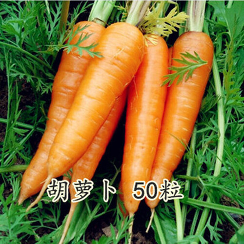 苏购 秋季蔬菜种子套餐 阳台盆栽四季播易种菜种子 家庭菜籽包 胡萝卜50粒