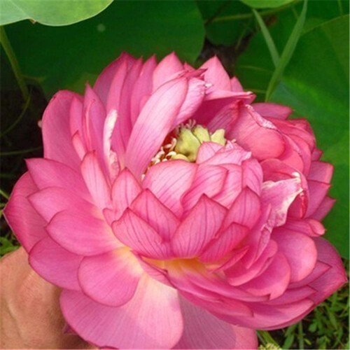 荷花莲藕种苗睡莲根快 盆栽中大型碗莲莲花种藕 水培水养水生池塘盆缸荷叶种根 宝莲灯