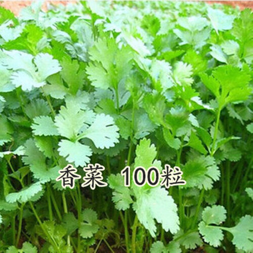 苏购 秋季蔬菜种子套餐 阳台盆栽四季播易种菜种子 家庭菜籽包 香菜100粒