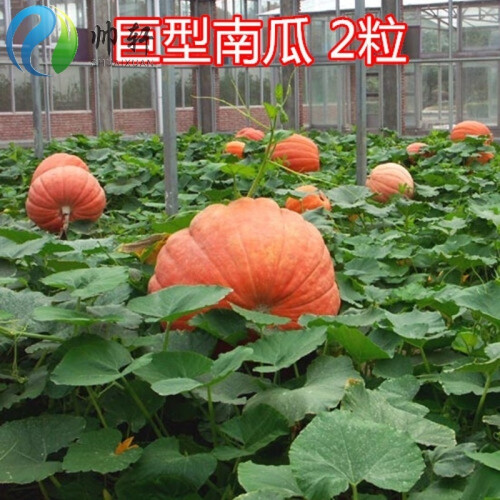 帅轩 龙盘四季蔬菜种子24种散装儿菜冬寒菜龙葵朝天椒西葫芦茄子青菜种籽 巨型南瓜5粒