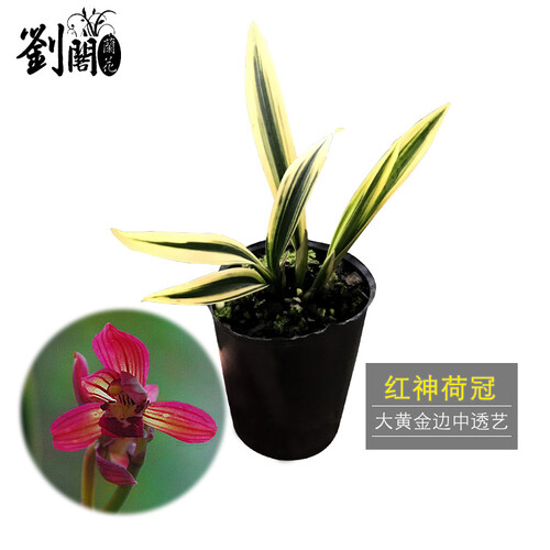 刘阁兰花 矮种墨兰 红神荷冠 大黄金叶艺兰花苗红花荷瓣冬带花苞绿植花卉盆栽 3苗连体带原塑料杯，关注送肥送说明书
