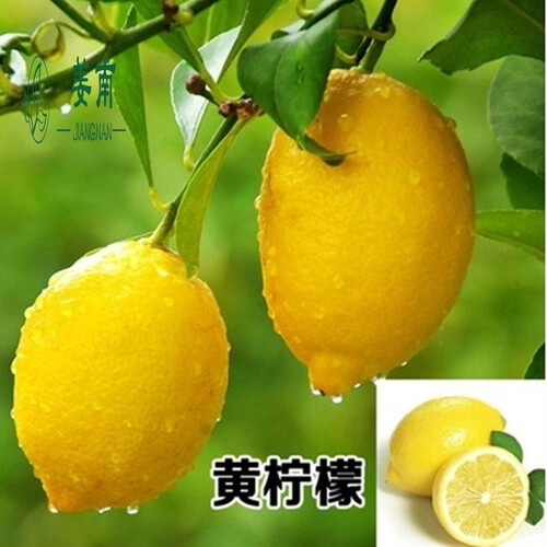柠檬树 盆栽 柠檬树苗 盆栽带果 柠檬苗 柠檬苗四季结果 1号四年苗 3年苗