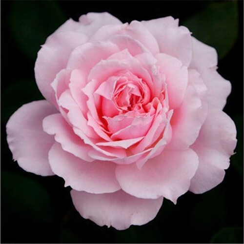 【买2送1|19.8可选5件】玫瑰花苗四季开花大花绿植物盆栽室内外花卉观花庭院阳台蔷薇月季 粉嫩仙子