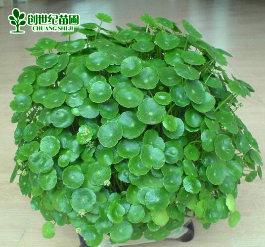盆水培铜钱草金钱草水培植物水生盆栽花卉盆栽迷你绿植创意 50棵够种一盆 不含盆