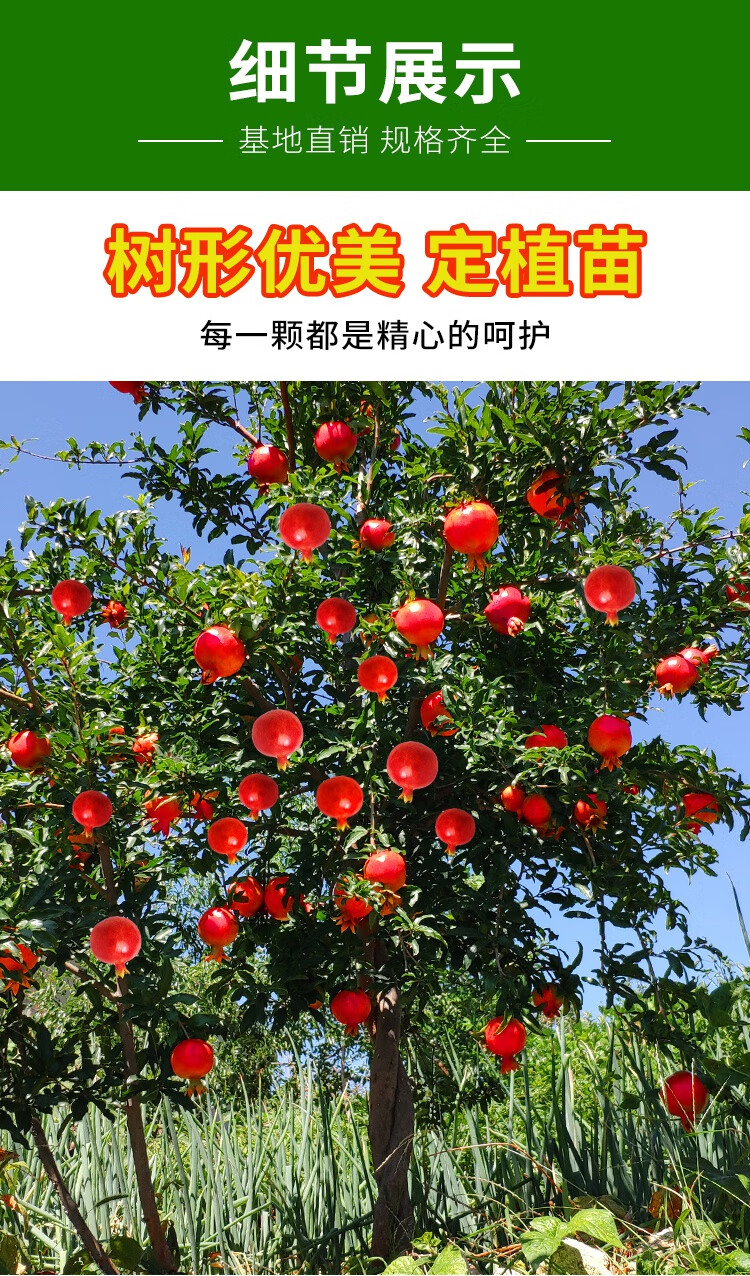 石榴树树苗突尼斯软籽庭院阳台南北方种植盆栽地栽特大石榴果树苗 6年