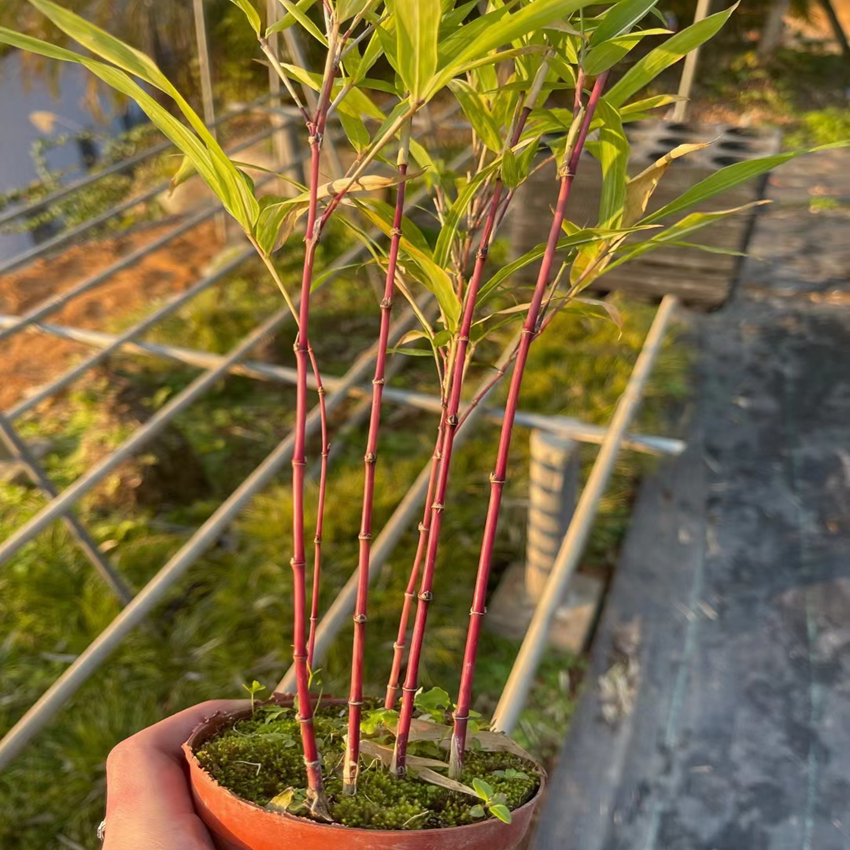 园艺日本朱竹红竹红寒竹花叶寒竹绿植盆栽书房迷你阳台竹子有竹鞭红寒