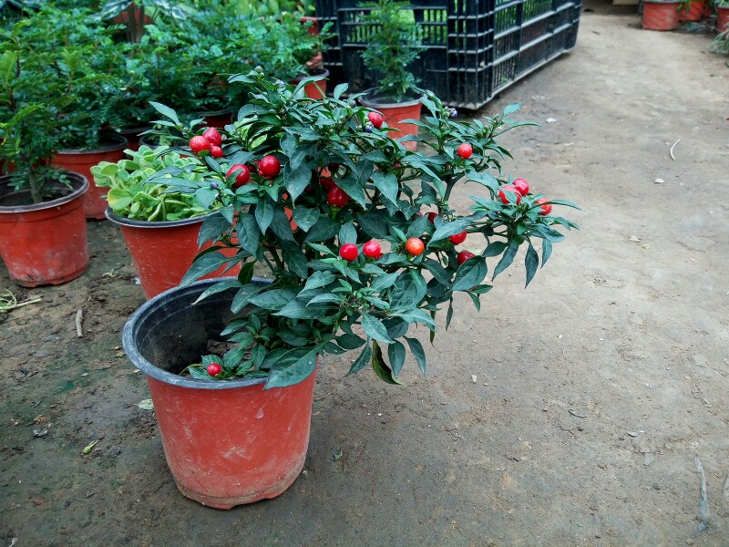 五彩椒朝天椒苹果椒七彩椒盆栽食用观赏辣椒苗阳台庭院绿植物带果彩椒