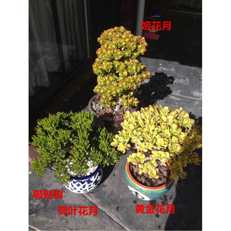 顺麦 黄金花月盆栽 姬花月 蓝鸟 三色 筒叶 玉树盆栽多肉植物 黄金花