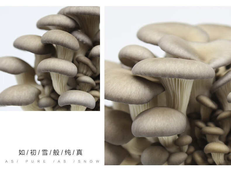 黑姬菇菌中蘑菇菌包菌棒盆栽菌家庭蘑菇种植菌包姬菇袋装开袋生长不含