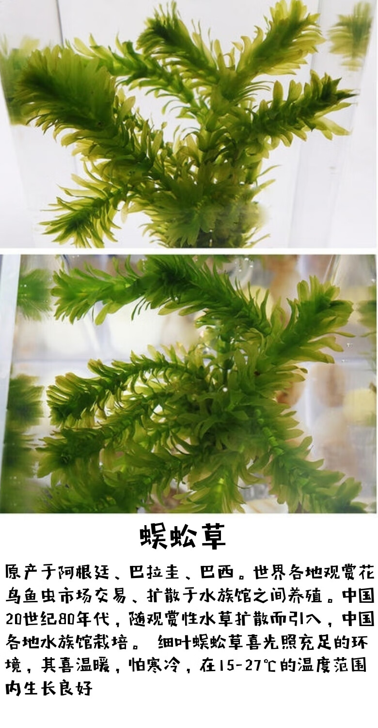 净水植物蜈蚣草鱼缸造景懒人水草冷水真水草耐低温按斤水蕴草鱼虾