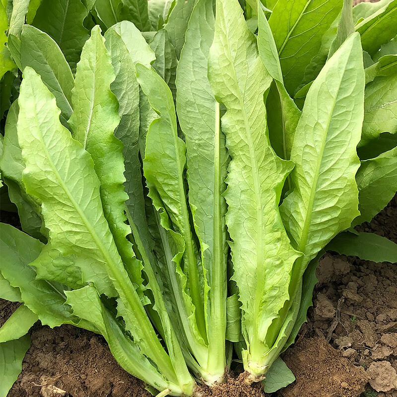 油麦菜种子四季播青菜种籽阳台青菜籽盆栽蔬菜籽种冬季菜种孑大全无斑