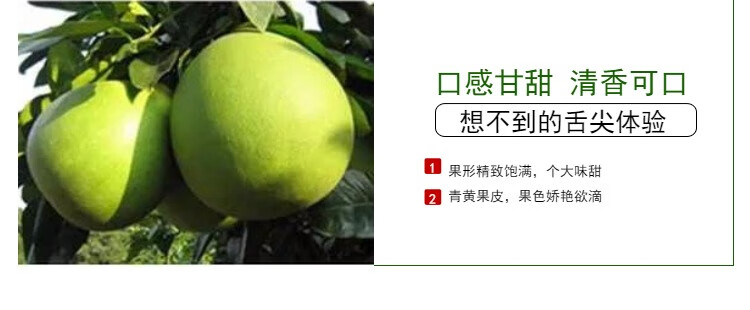 更多参数>国产/进口:国产原产地:湖南包装形式:简装种类:白柚子品种