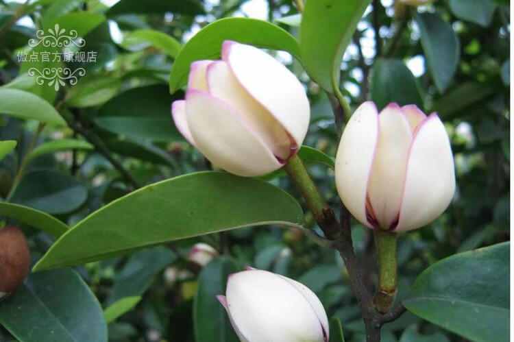 帅轩含笑花苗盆栽浓香型客厅室内花卉观花植物庭院树苗芳香5年苗