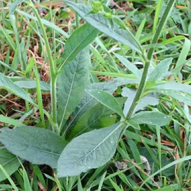 白花地胆头500克新鲜白花地胆草白花地胆头牛舌草白花