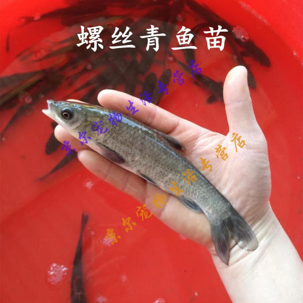 青鱼苗黑鲩鱼苗螺蛳青乌鲩鱼苗淡水青鱼苗四大家鱼活体鱼苗 螺丝青鱼5