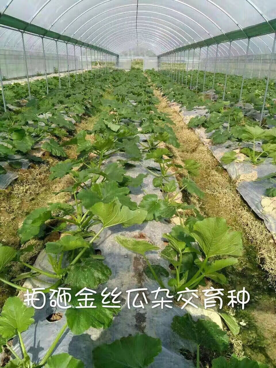 金丝搅瓜种籽 拍砸2号瓜鱼翅瓜角瓜海蜇丝金丝绞瓜种子四季春播种 拍