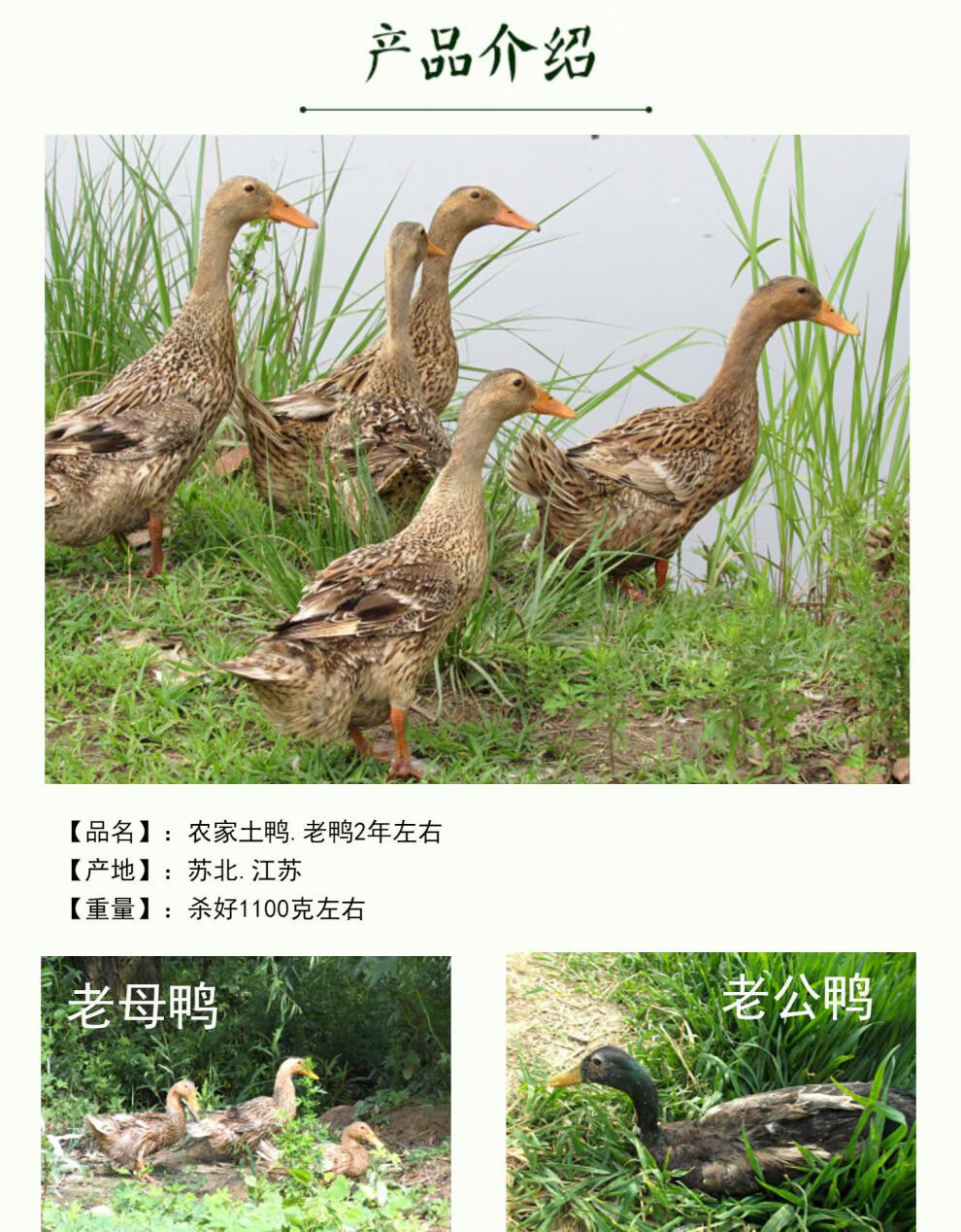 苏北农家正宗散养2年老鸭土鸭草鸭子老鸭子老公鸭现杀