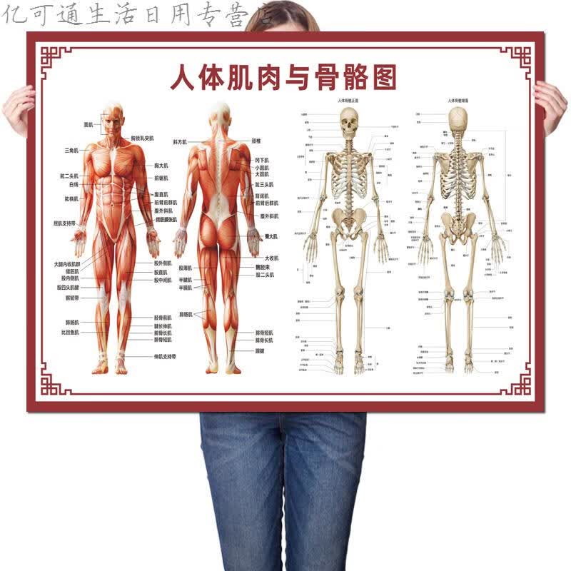人体肌肉  品牌: 羡瑜 商品名称:人体骨骼图挂图器官内脏结构图海报