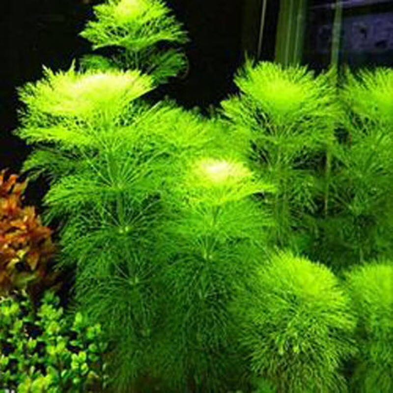 泥的真水草活体水草植物绿菊蜈蚣皇冠水榕大叶绿九冠1棵带固定磁环