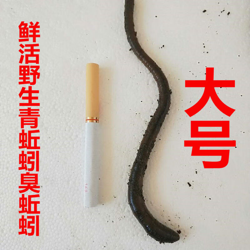 e野生特大号活体青蚯蚓臭蚯蚓黑蚯蚓钓黄鳝垂钓鱼饵蚯蚓音然小号3斤