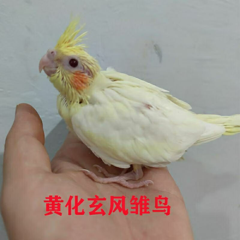 【京选推荐】鹦鹉活玄凤鸟15-30天雏鸟特色牡丹雏鸟