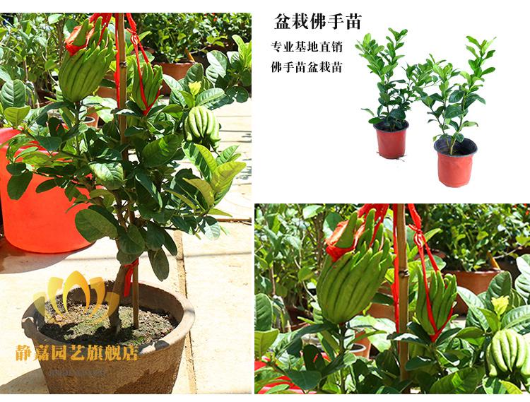 佛手苗佛手树苗果树苗阳台室内盆栽庭院花卉金佛手树苗千佛手瓜水果树