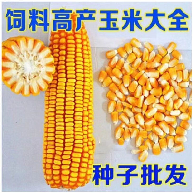 批发高产玉米种子大全苞米种南方北方新品种矮杆抗倒抗虫玉米杂交杂交