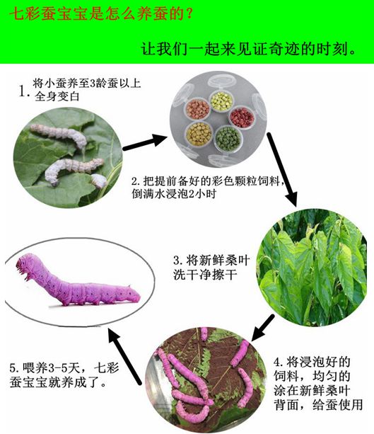 蚕宝宝活体蚕卵套装天然七彩蚕学生养蚕新鲜桑叶蚕种白蚕彩色饲料
