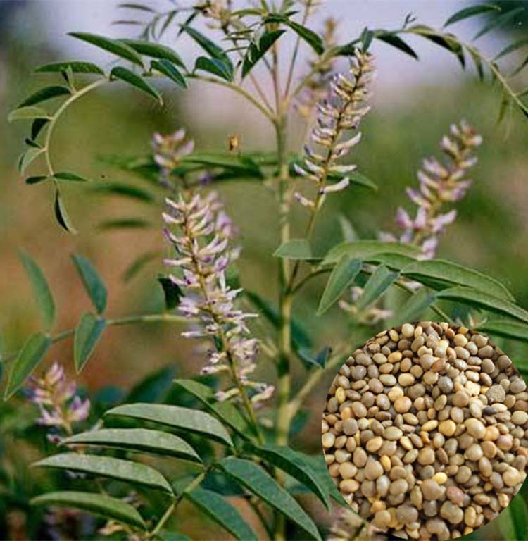 甘草种子 纯新中药材种苗新疆红皮甘草种苗四季种植 草甜根子 甘草