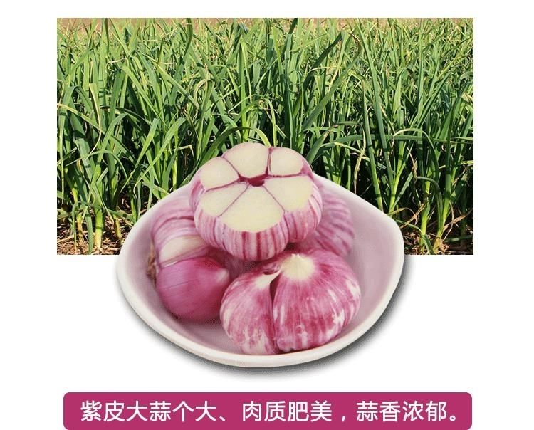 紫皮大蒜红皮香蒜瓣香蒜干蒜头多瓣蒜大蒜种籽自种 3斤小蒜瓣【实惠】
