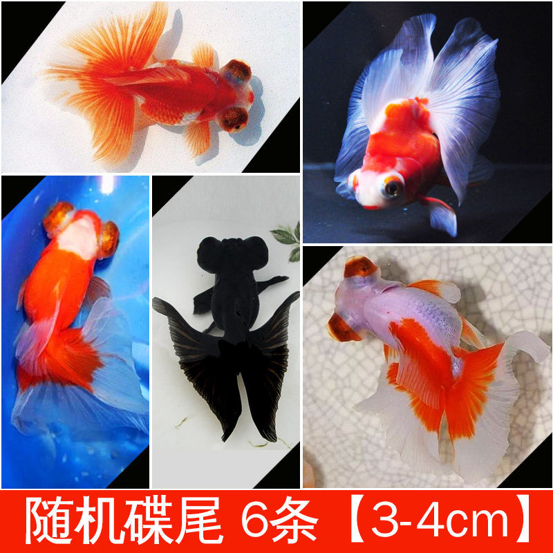 【京东推荐】金鱼锦鲤活红狮金鱼龙睛兰寿鸿运当头鹤顶红冷水鱼淡水鱼