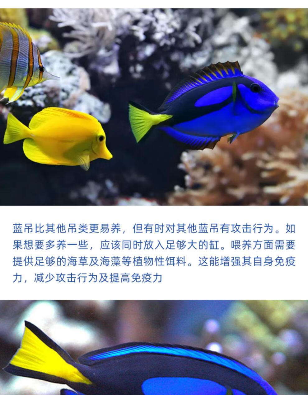 悦君心蓝吊粉蓝海水鱼活体吊类食藻检疫养定开口观赏鱼小丑鱼尼莫的