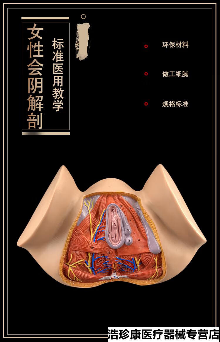 人体解剖模型 女性会阴模型 会阴解剖模型 妇科解剖模型 女性生殖器官