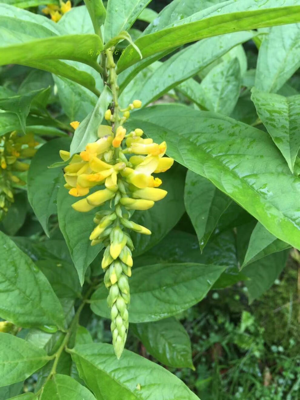夜之君南昆深山非野生倒吊王黄花倒水莲黄花大远志观音串黄花参中草药