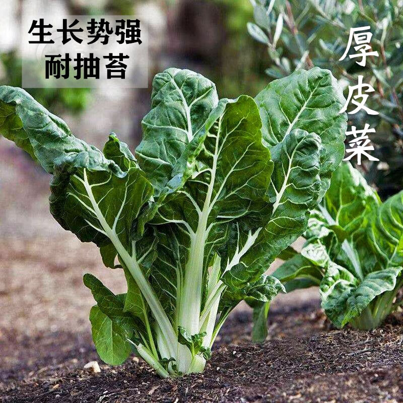 牛皮菜种籽 重庆厚皮菜种子菜园四季播种根达菜蔬菜 四川牛皮菜籽 厚