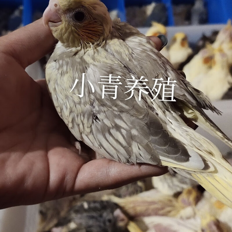 【京选推荐】玄凤鹦鹉活鹦鹉雏鸟幼鸟半毛说话鸟手养鸟观赏鸟虎皮牡丹