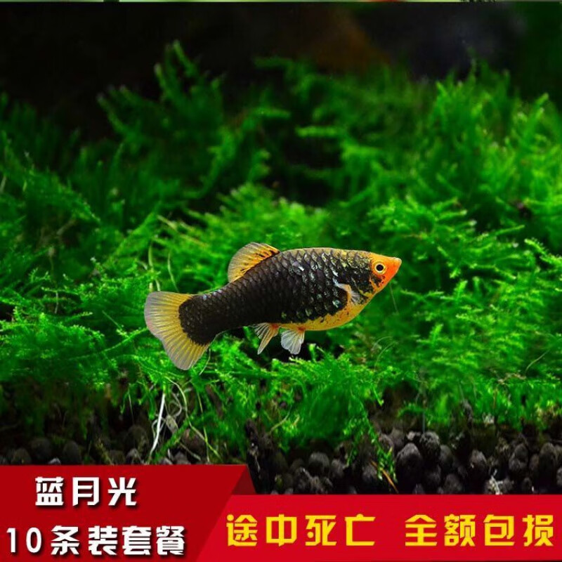 【京选推荐】胎生鱼活观赏鱼黑玛丽鱼皮球玛丽鱼月光鱼热带鱼宠物鱼