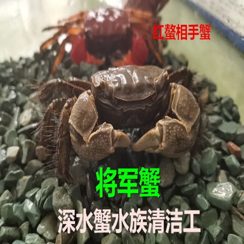 京选推荐】观赏蟹活螃蟹宠物蟹水族箱水草活蟹迷你辣椒蟹将军蟹相手蟹