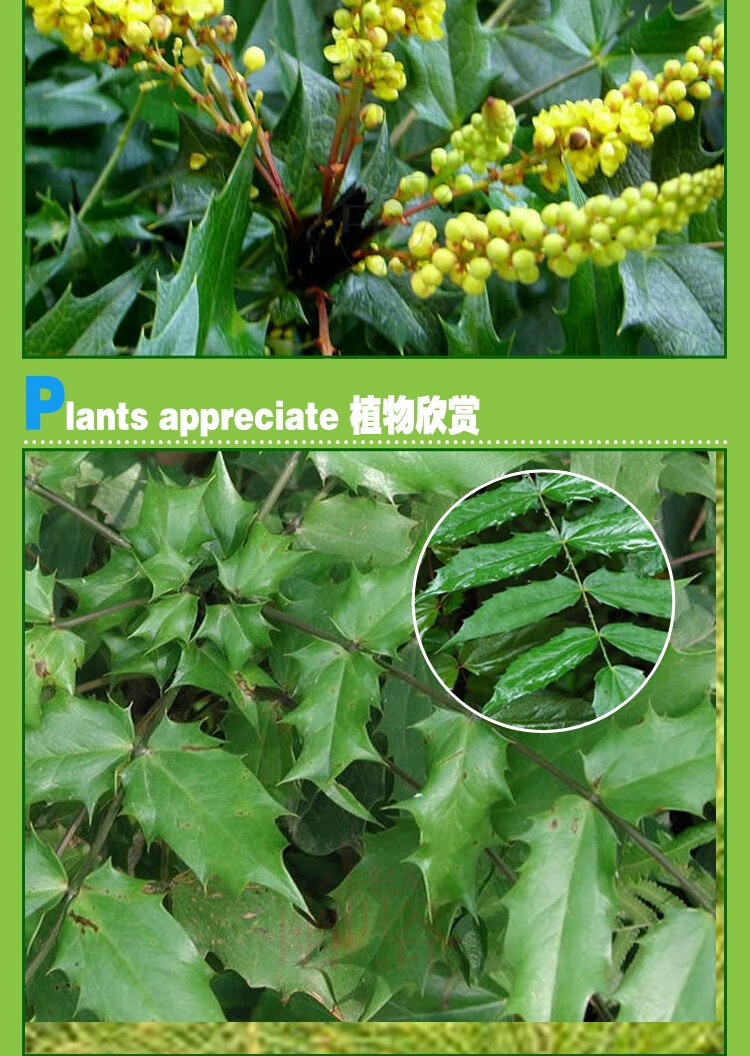 幽情谷 十大功劳种子 老鼠刺猫刺叶黄天竹土黄柏种子
