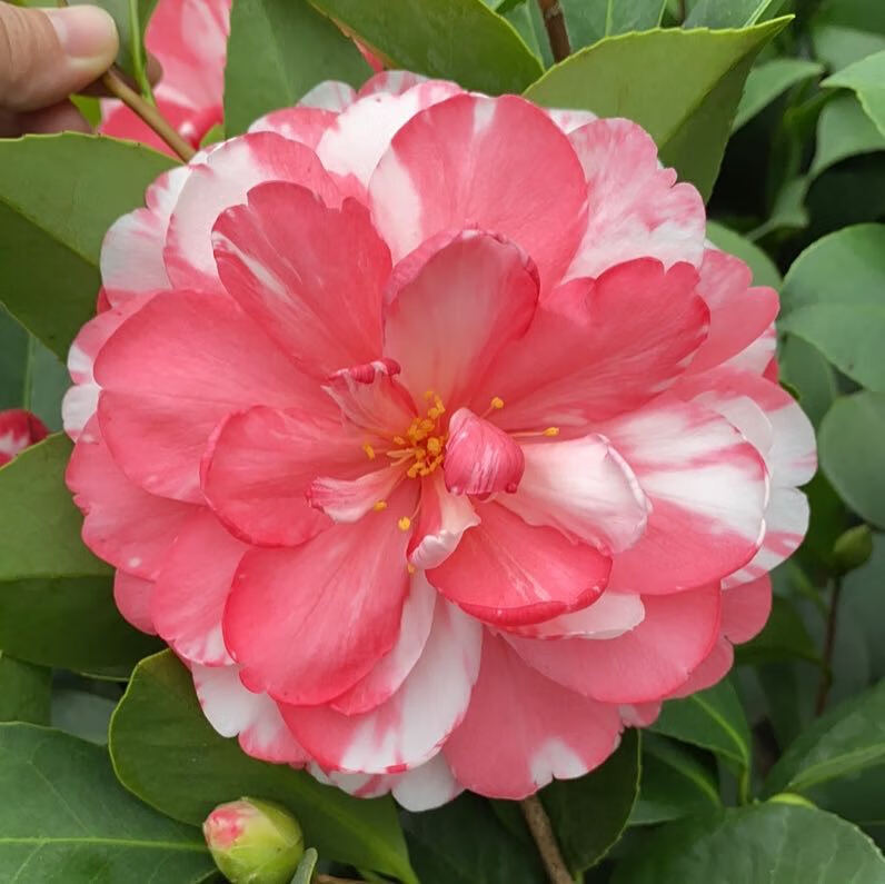 新品种四季茶花重瓣复色夏梦小璇花开不断绿植花卉盆栽彩叶小璇带分枝