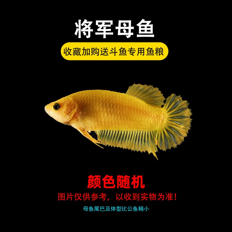 京选推荐泰国斗鱼马尾狮王半月母斗鱼观赏鱼热带鱼活宠物淡水鱼鱼缸