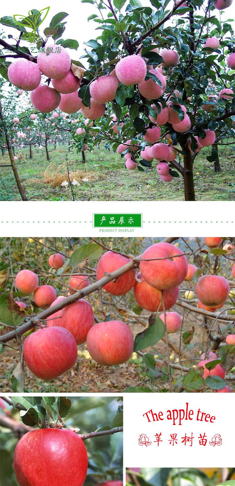苹果苗盆栽地栽苹果树果苗特大庭院南方北方种植苹果苗嫁接红富士苗