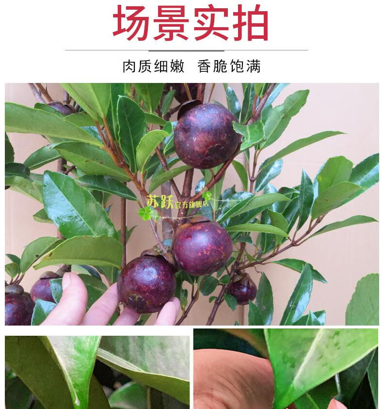 苗果大盆栽地栽当年结果包活泰国山竹当年结果苗八年大苗果实多多爆满
