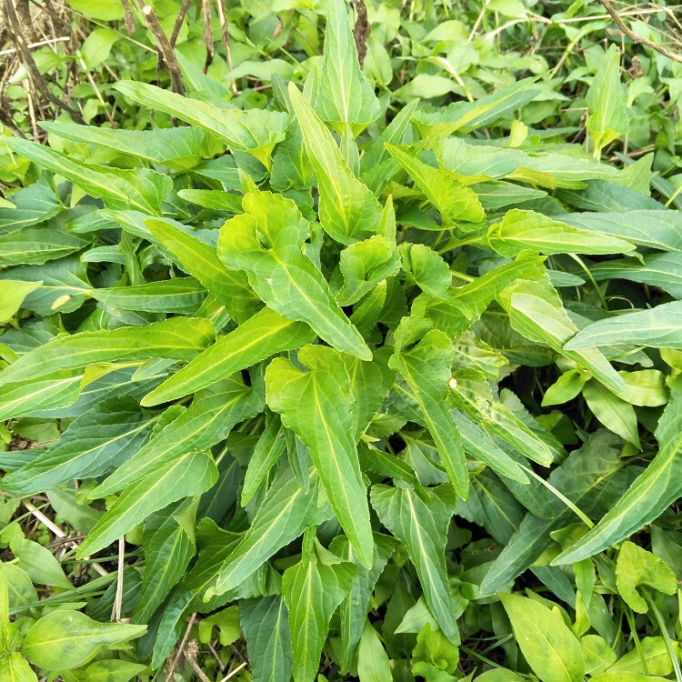 精品好物正宗生新鲜犁头草紫花地丁中草药铧头草梨嘴草玉如意草500g