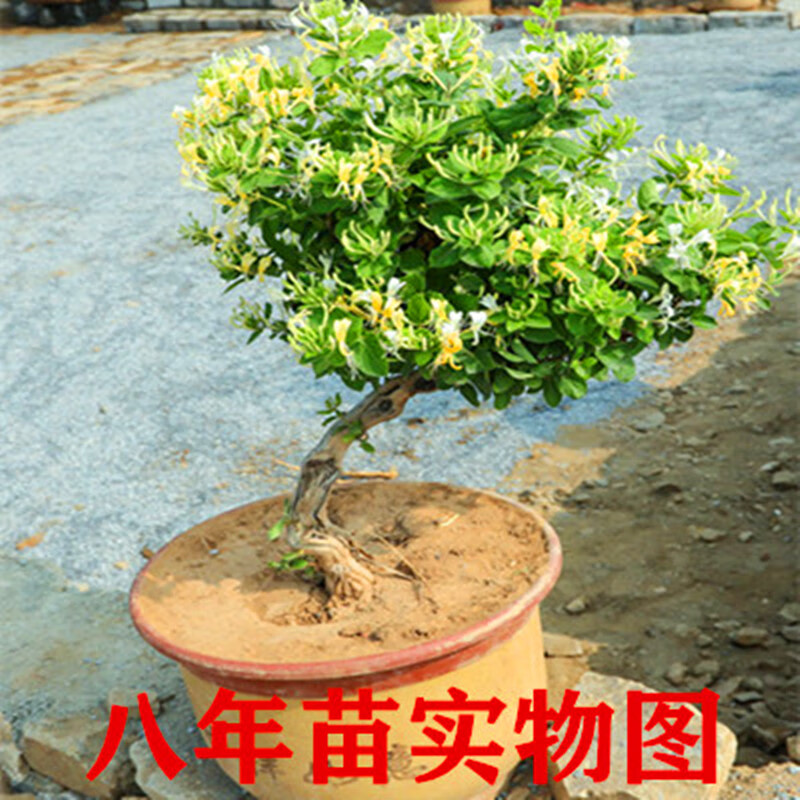 四季金银花苗树苗北花一号黄白金银花树老桩爬藤植物盆栽地栽z8 精品