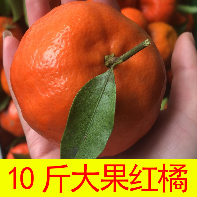 四川红橘大红袍橘子重庆万州古红桔陈皮原料川桔子当季新鲜水果5斤